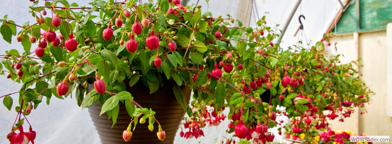 HANGING BASKETS FOR SUN OR SHADE