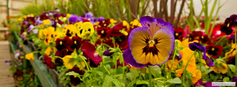 Check out our wide variety of annuals!