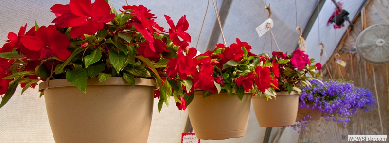 Our Variety of Hanging Baskets