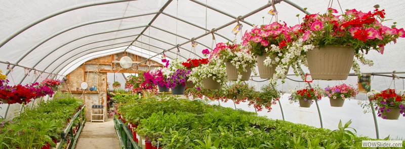 Our Variety of Hanging Baskets